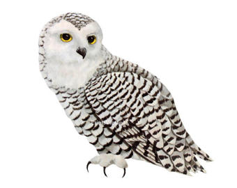 340x270 Snowy Owl Clipart Etsy