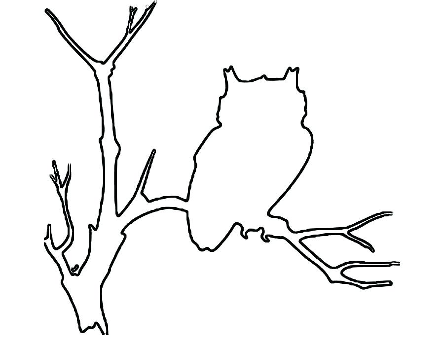 900x700 Owl Outline Drawing