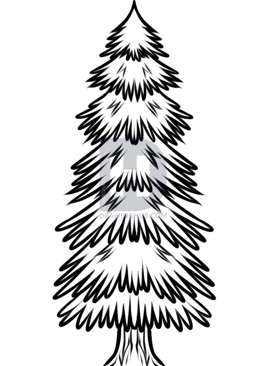 531x720 How To Draw A Spruce Tree, Step
