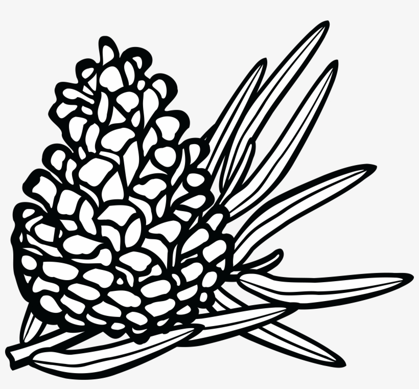 820x761 Pine Cone Line Drawing At Getdrawings