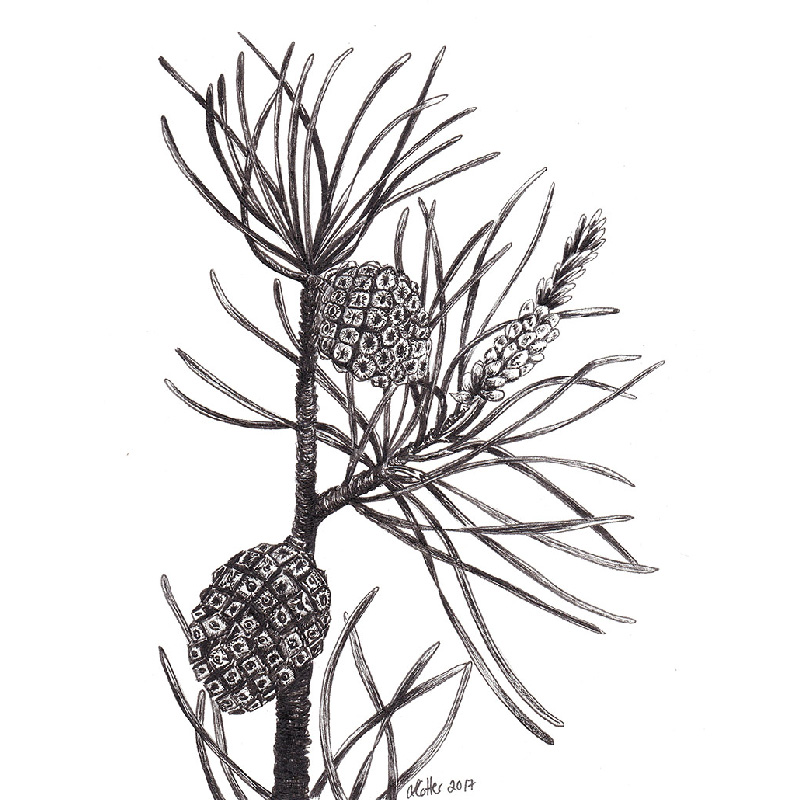 800x800 Scots Pine Leaf And Cone Naturally Inspired Art