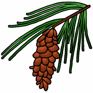 320x320 Hd Pine Tree Clipart North Carolina