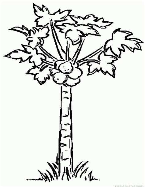 474x612 White Pine Tree Coloring