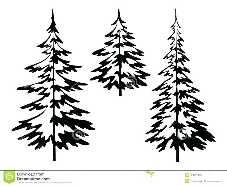 736x605 Pine Tree Drawing
