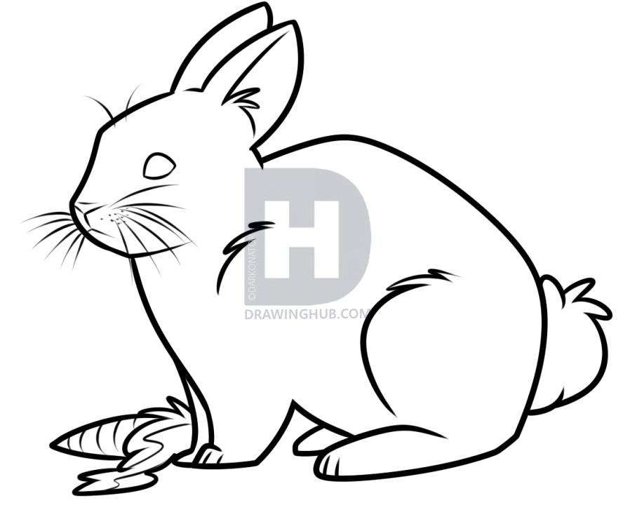 888x720 White Rabbit Drawing Lesson, Step