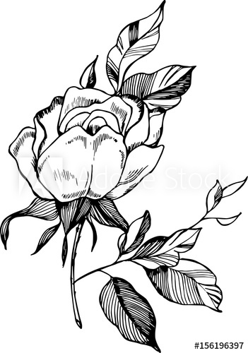 351x500 Black White Rose Illustration Drawing Of A Plant In The Style