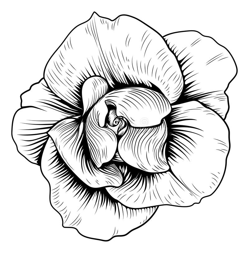 800x814 Collection Of Free Etched Clipart White Rose Download On Ui Ex