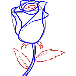 302x302 How To Draw A White Rose, Step