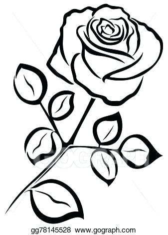 337x470 Picture Of Rose In Black And White White Rose On The Black