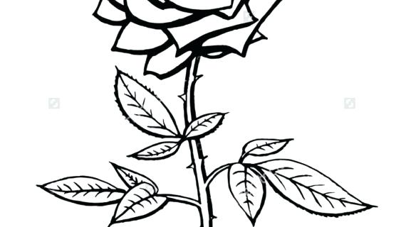 570x320 Rose Line Drawing Clip Art Architectures In Spain Hoteles