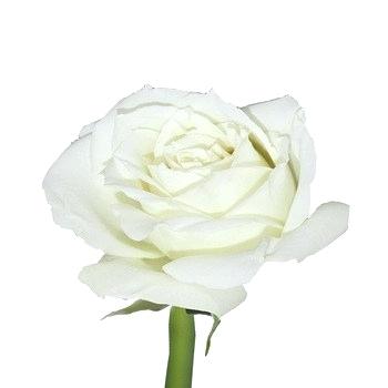 350x350 White Roses For Sale Flower Garden Drawing High Quality Fresh Cut