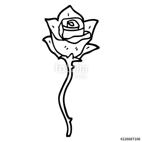 500x500 Line Drawing Cartoon White Rose Stock Image And Royalty Free