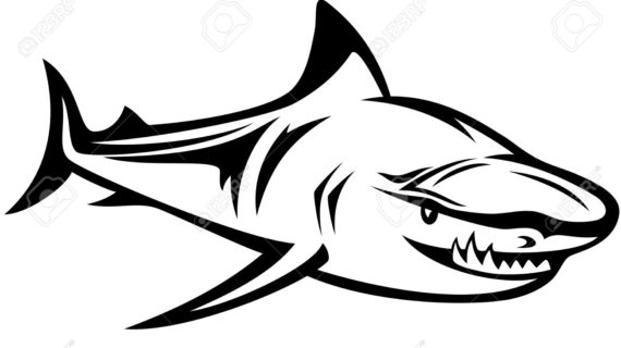 570x320 Great White Shark Clipart Line Drawing