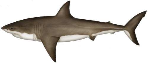 500x215 Great White Shark Drawing New Interesting Facts About Great White