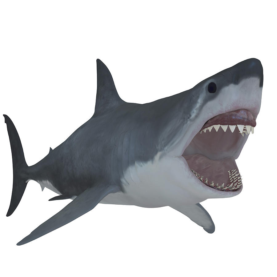 900x900 Great White Shark