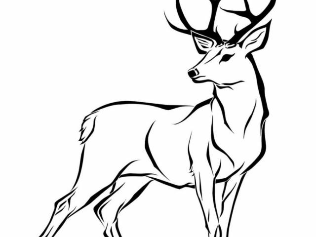 640x480 Free White Tailed Deer Clipart, Download Free Clip Art