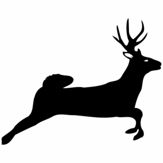 320x320 Hd Fawn Drawing White Tailed Deer