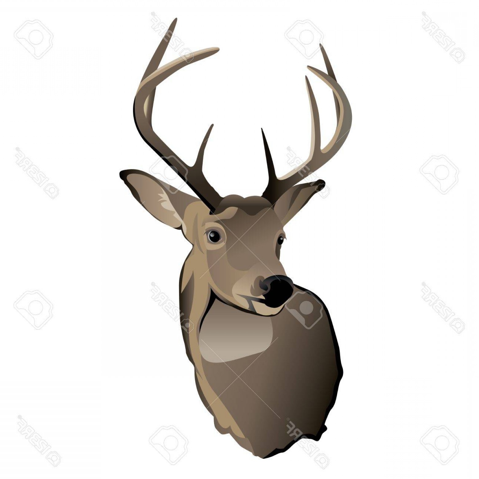 1560x1560 Photoa Shoulder Mount Of A Trophy Whitetailed Deer Buck Lazttweet