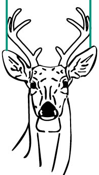 195x345 White Tailed Deer Hunting Mississippi Hunting Fishing Seasons