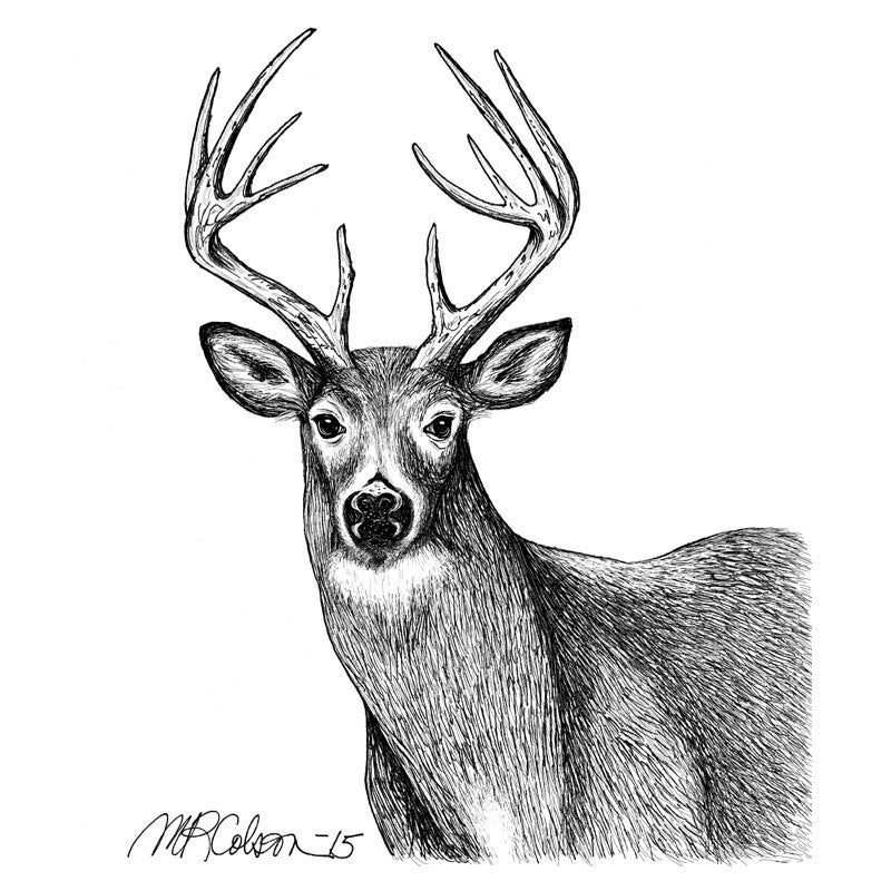 800x800 White Tailed Deer Pen And Ink Print Etsy