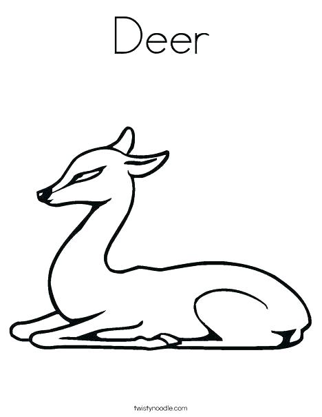 468x605 Coloring Pages Draw A Deer White Tailed Deer Coloring