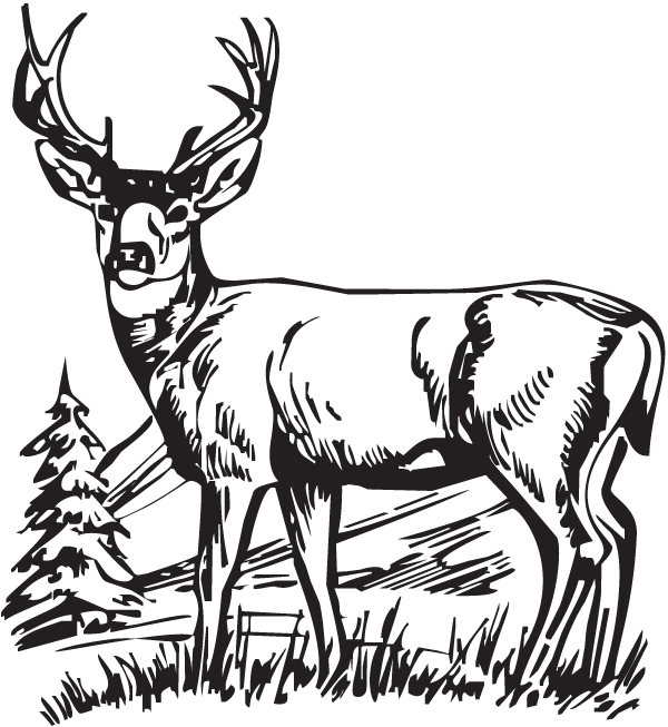600x653 Deer, Hunting, Drawing, Transparent Png Image Clipart Free Download