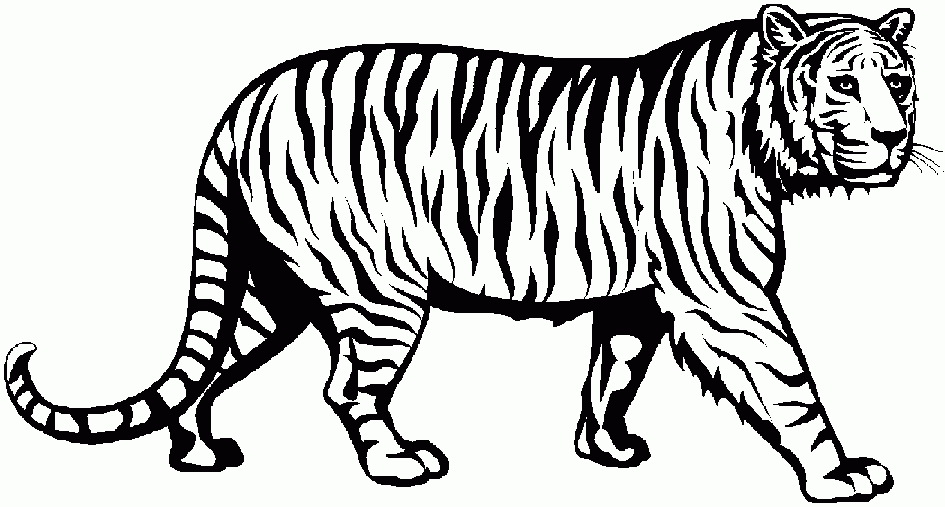 945x507 Head White Tiger Transparent Png Clipart Free Download