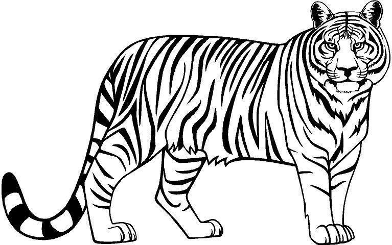 767x480 Tiger Clipart Black And White Fish Clipart House Clipart Online