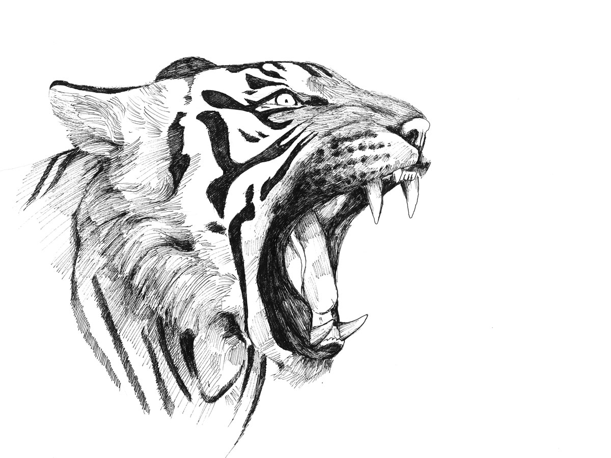 1200x900 Tiger Drawing Free Download