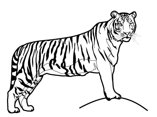 640x480 White Tiger Clipart Rock Drawing