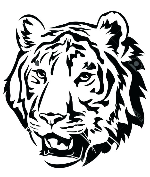 618x727 Black And White Tiger Face Avishramgolam