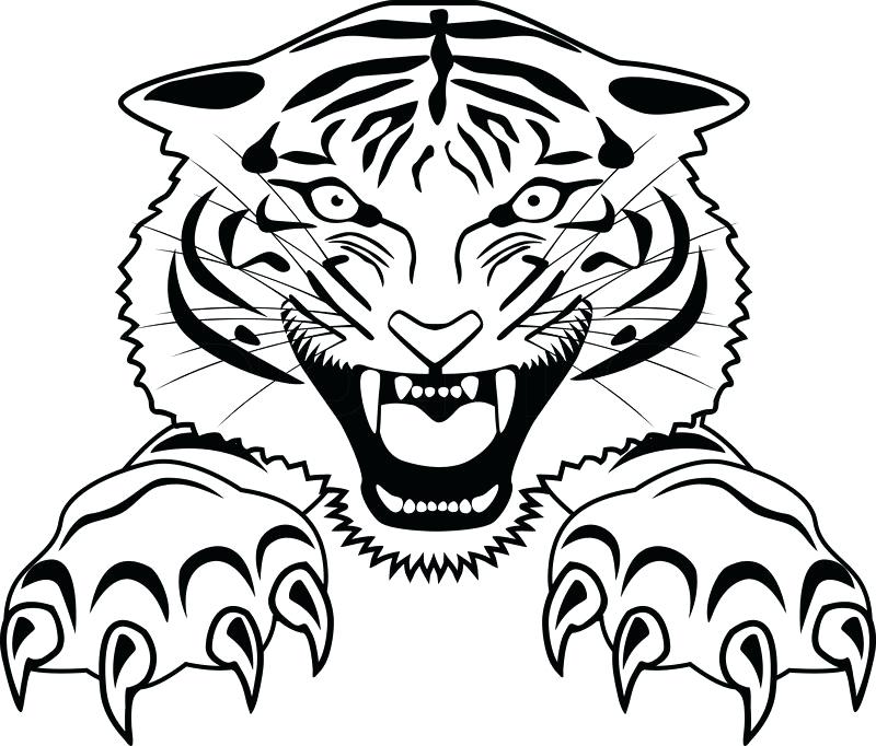 800x682 Drawings Of Tigers