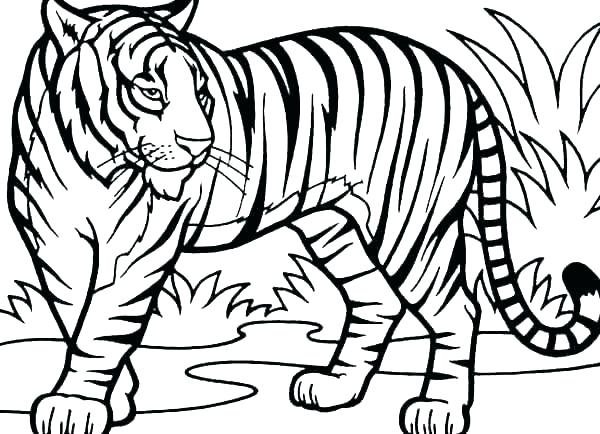 600x434 Baby Tiger Face Baby Tiger Coloring Pages Coloring Pages Tiger