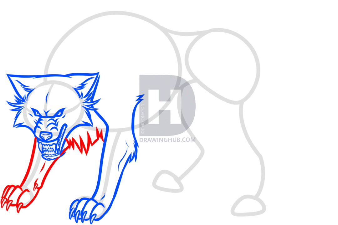 1080x719 How To Draw A White Wolf, Step