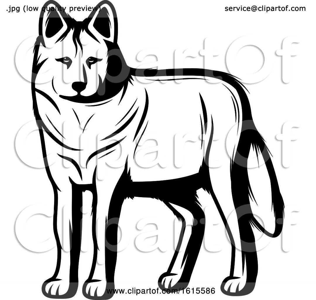 1080x1024 Clipart Of A Black And White Wolf