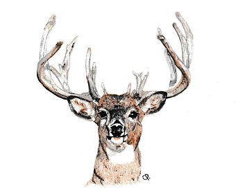 340x270 Watercolor Buck Etsy