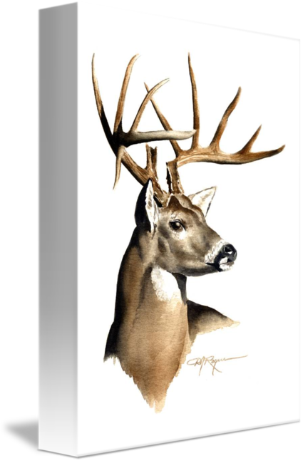 425x650 Whitetail Buck
