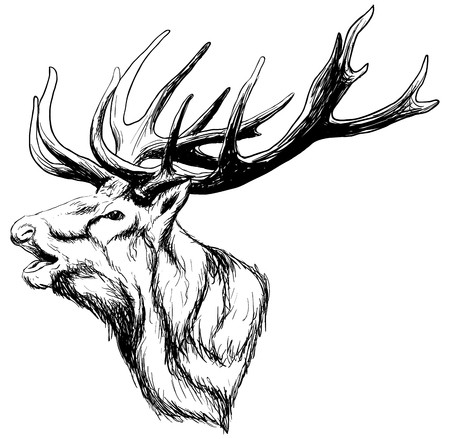 450x439 Whitetail Deer Head Royalty Free Vector Graphics