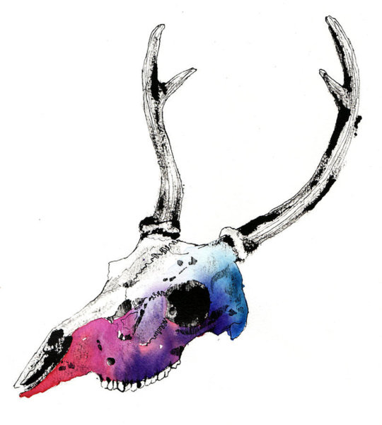 540x600 Deer Skull Drawings Fine Art America