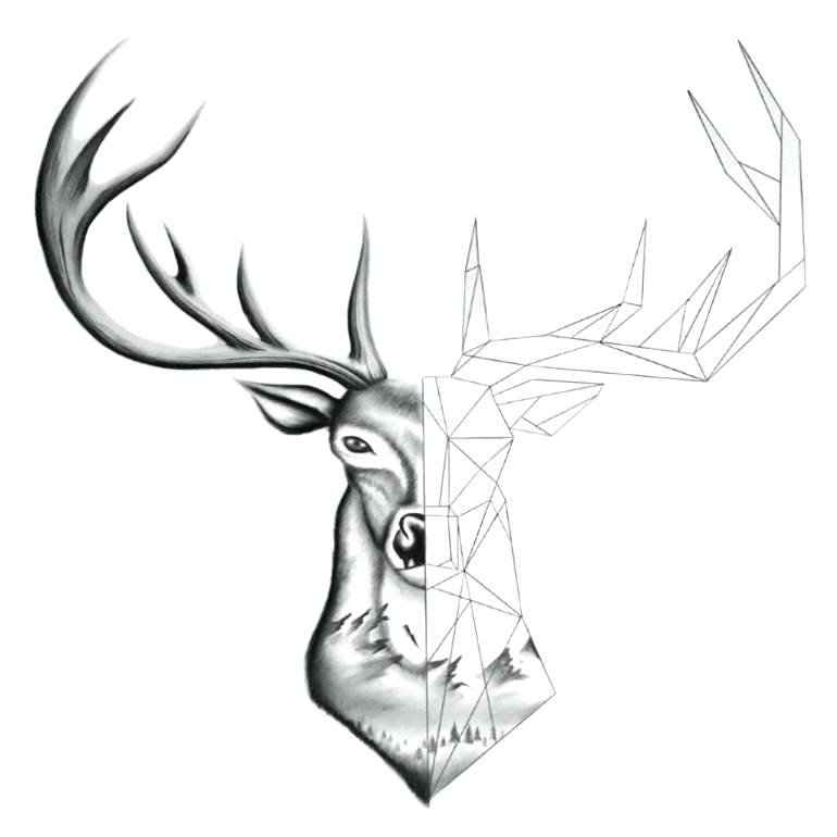 770x770 Drawing Of Dear Deer Deer Skull Drawing Side