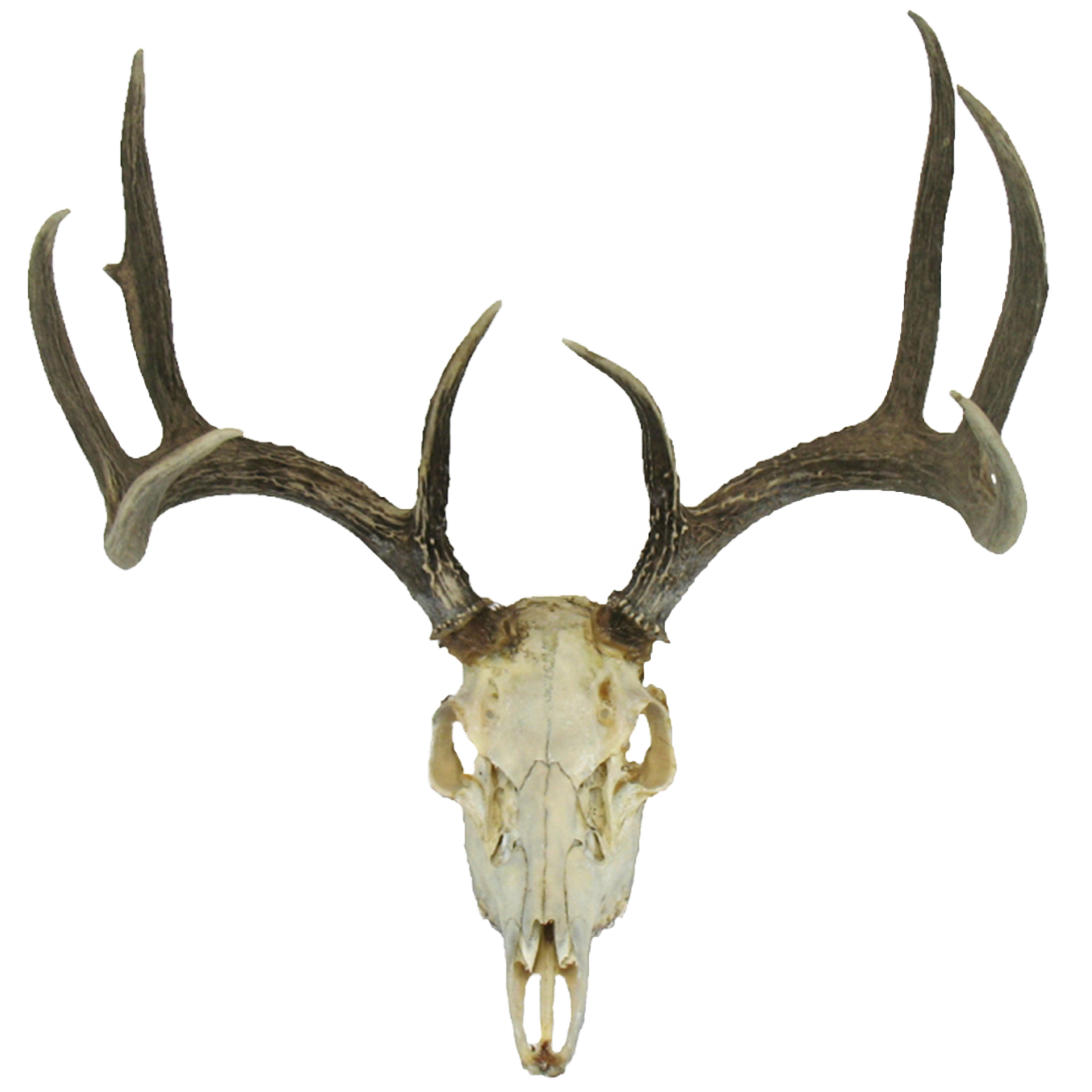 3500x3500 Necromancer Drawing Deer Skull Transparent Png Clipart Free