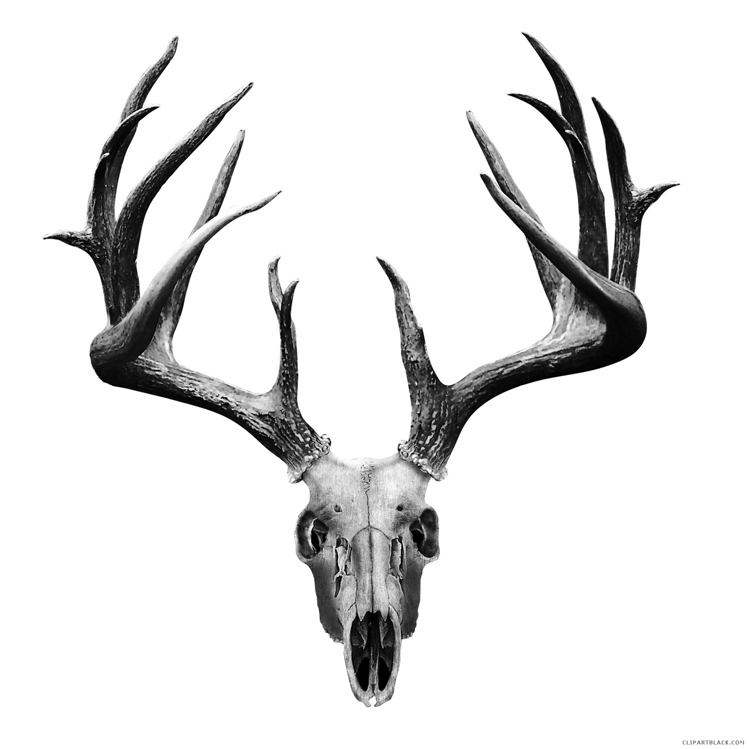 1500x1500 Deer Skull Clipart Black And White