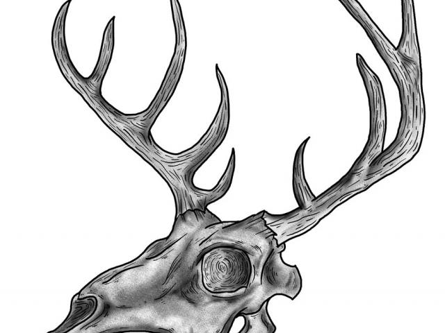 640x480 Drawn Buck Whitetail Deer
