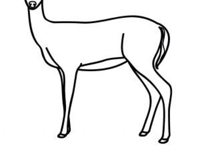 640x480 Drawn Deer Whitetail Deer