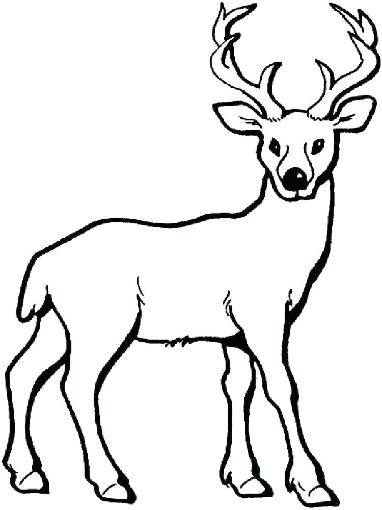 750x1000 White Tailed Deer Coloring Pages White Tailed Deer Coloring Pages