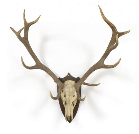 474x459 Deer Antlers