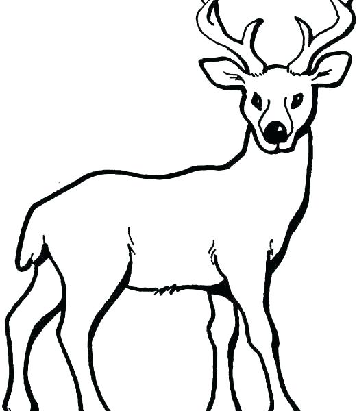 521x600 Deer Coloring