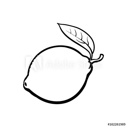 500x500 Whole Shiny Ripe Lime With A Leaf, Hand Drawn Sketch Style Vector