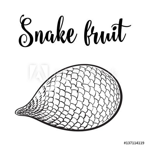 500x500 Whole Unpeeled, Uncut Tropical Salak, Snake Fruit In Horizontal