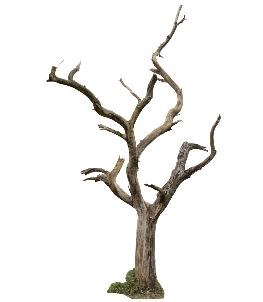 852x977 Collection Of Free Branch Drawing Tree Trunk Download On Ui Ex